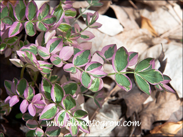 fall foliage coloration